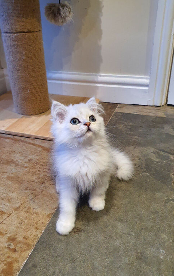 Beautiful Pedigree Chinchilla Persian Kitten.