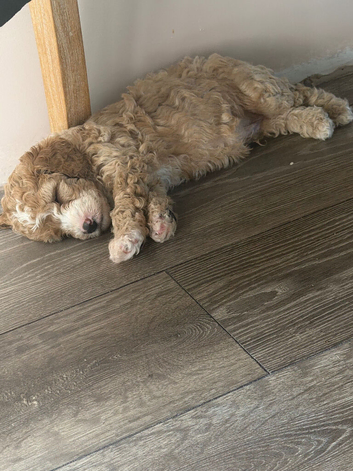 Male cavapoo