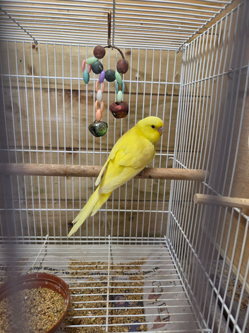 Gorgeous yellow Baby Female Budgie