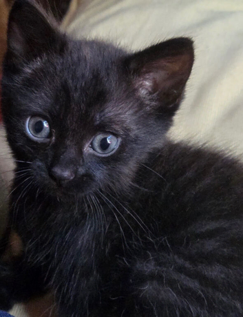 LAST Melanistic Savannah kitten &pound;200 boy