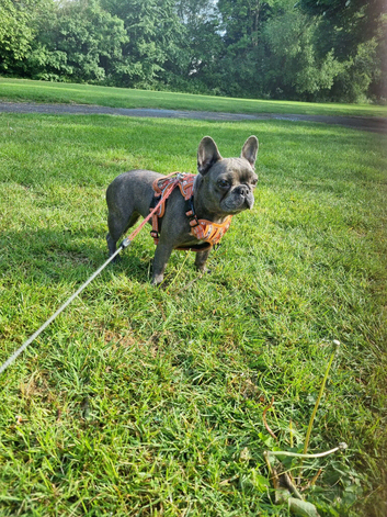 Frenchie girl health checked
