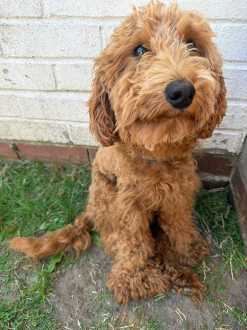 Cockapoo male