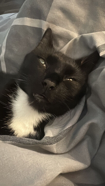 Male & female cat