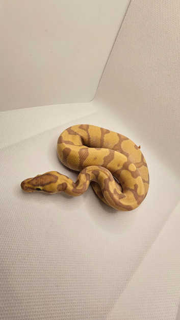 Pastel enchi coral glow hypo ball python