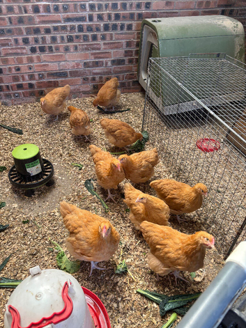 Pure buff Orpington&rsquo;s