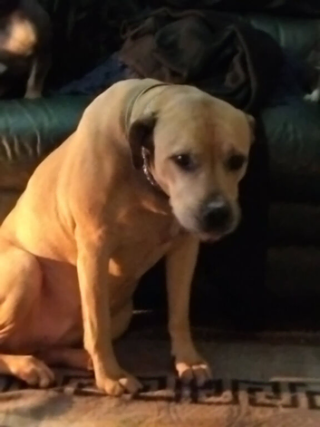 Mastiff cross Labrador