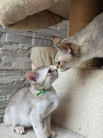 Stunning singapura kittens