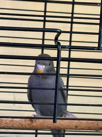 Black budgie for for sele