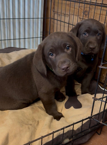 Labrador puppies