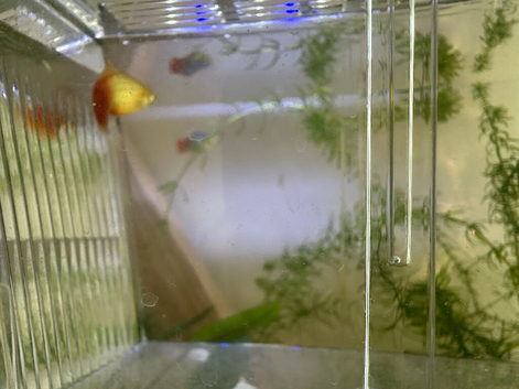Orange Platy Fish. Need gone!