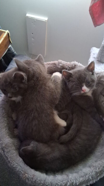Two blue tuxedo kittens