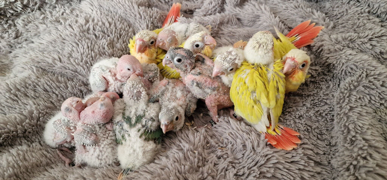 Super tame fully hand reared baby's