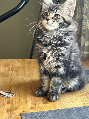Beautiful Mainecoon kitten( Active)