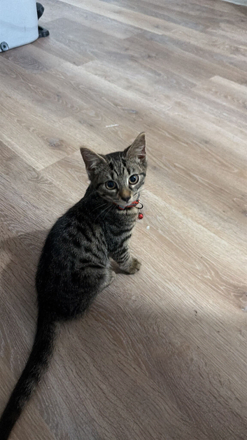 Kittens for sale