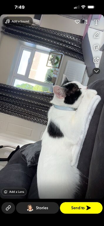 2 female cats