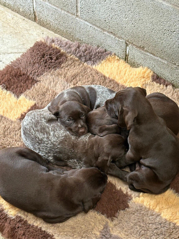 3 Beautiful Pointer Puppies