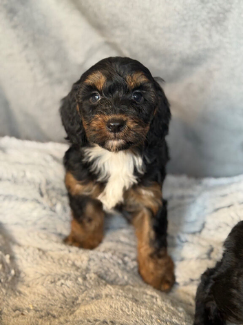 Cockapoo Puppies looking for there forever home