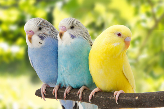 Baby Budgies