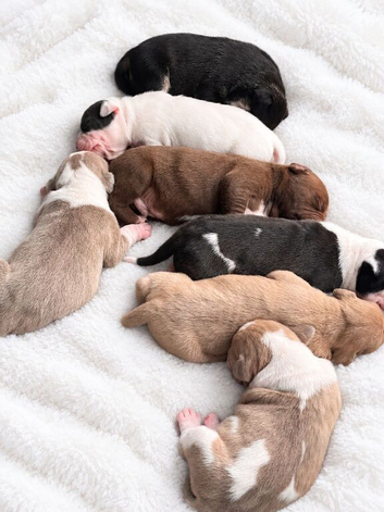 Beautiful littler of puppies