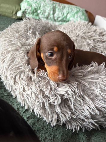 4 female dachshunds