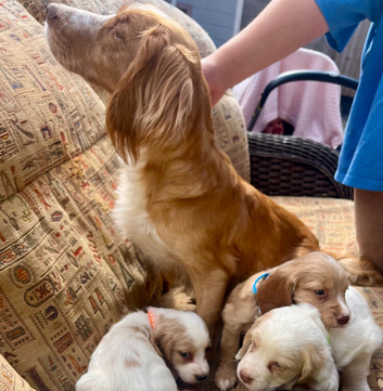 Cocker spaniels ready now