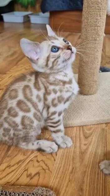 6x 4month old bengal kittens