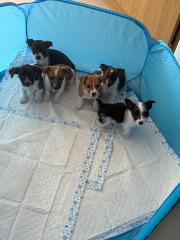 Bob tail jack Russel puppies