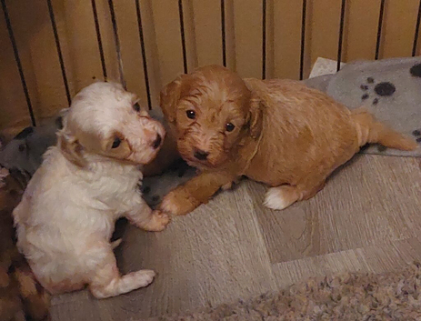 Beautiful Cavapoo Puppies