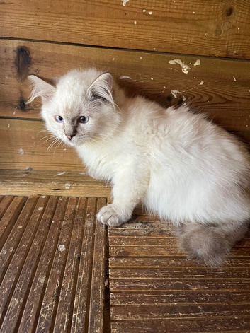Tica ragdoll kittens