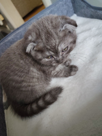 Chinchilla Scottish fold kittens