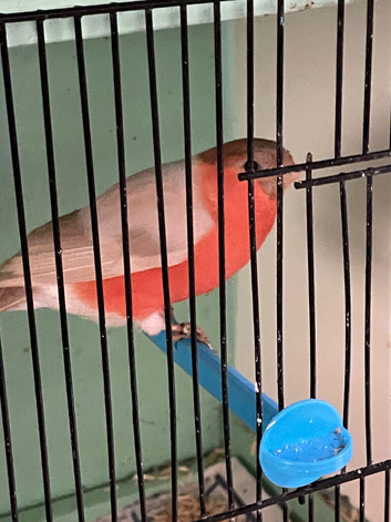2026 male Bullfinches Native and Siberian