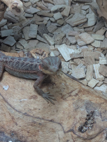 2 baby bearded dragons with full setup