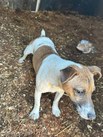 Jack Russell female