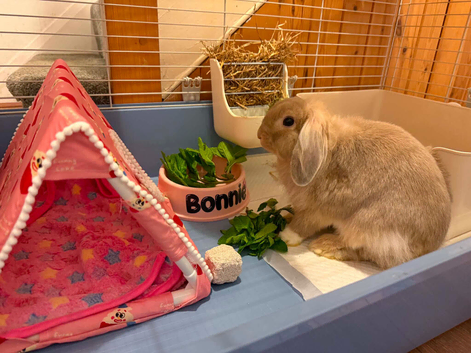 Bonnie the lop