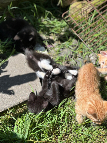Domestic shorthair kittens