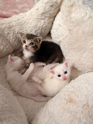 Beautiful kittens