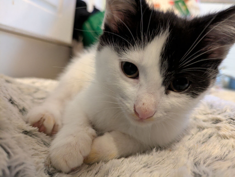 4 beautiful kittens