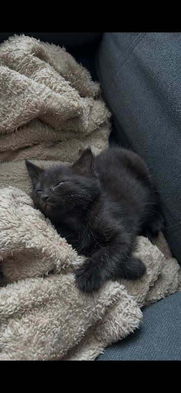 Kittens