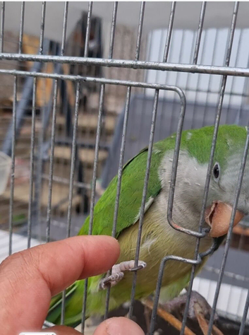 Blue and green quaker parrot