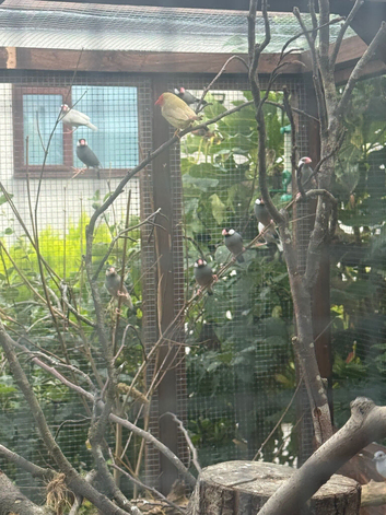 Java Sparrows and Diamond Doves