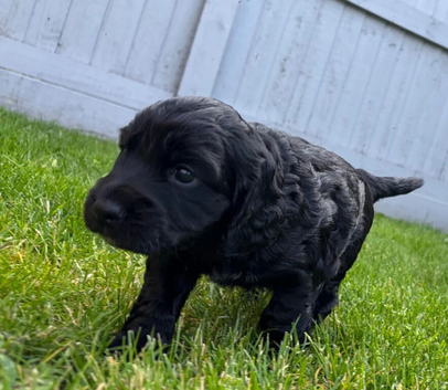 Cocker Spaniel Puppies
