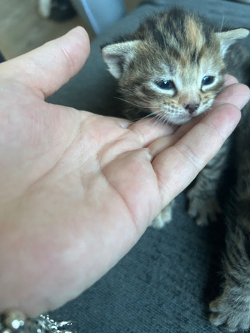 Adorable kittens for sale