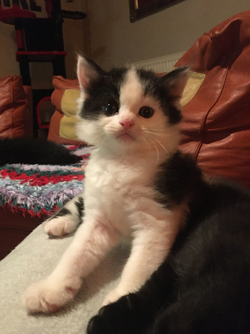 Ragdoll x British short haired