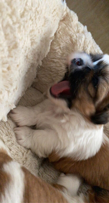 Beautiful litter of Shih Tzu puppies