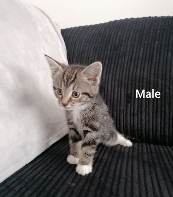 Beautiful Kittens looking for loving homes