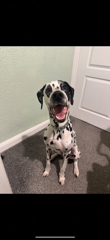 Dalmatian Boy 14 months old