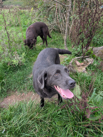 Lovely Adult Labrador