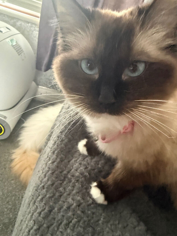 Male longhair Ragdoll stud wanted