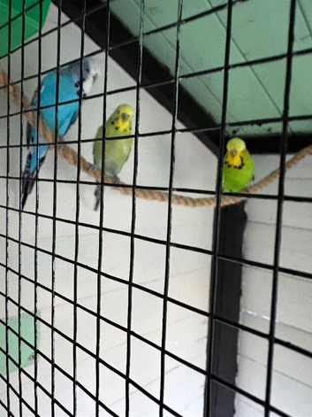 Exhibition budgies