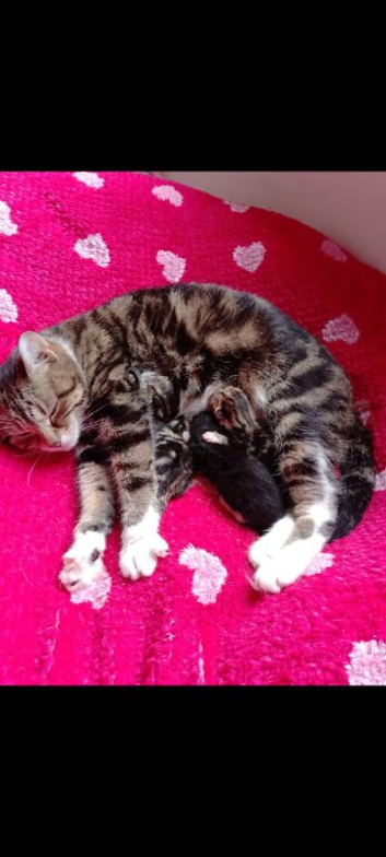 Kittens for rehome